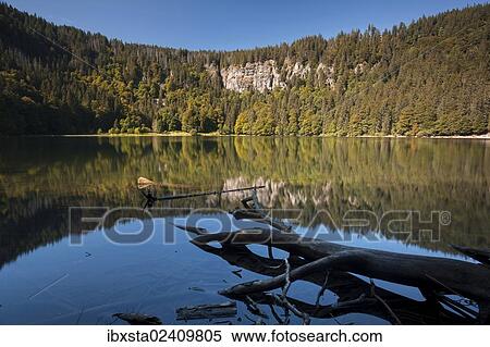 "Forest being reflected in lake Feldsee, Feldberg, Black Forest mountain range, Baden-Wuerttemberg, Germany, Europe" View Large Photo Image Stock Photography - "Forest being reflected in lake Feldsee, Feldberg, Black Forest mountain range, Baden-Wuerttemberg, Germany, Europe". Fotosearch