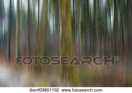 "Forest, blurred" View Large Photo Image Stock Image - "Forest, blurred". Fotosearch
