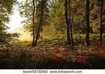 "Forest clearing in the early morning light, Montagnac-la-Crempse, Bergerac, Departement Dordogne, Aquitaine, France, Europe" View Large Photo Image Stock Image - "Forest clearing in the early morning light, Montagnac-la-Crempse, Bergerac, Departement Dordogne, Aquitaine, France, Europe". Fotosearch