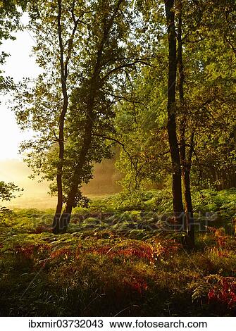 "Forest clearing in the early morning light, Montagnac-la-Crempse, Bergerac, Departement Dordogne, Aquitaine, France, Europe" View Large Photo Image Stock Image - "Forest clearing in the early morning light, Montagnac-la-Crempse, Bergerac, Departement Dordogne, Aquitaine, France, Europe". Fotosearch