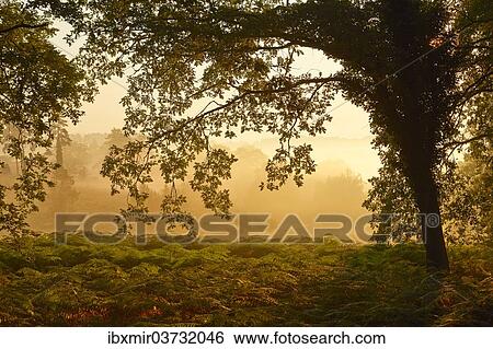 Stock Photograph - "Forest clearing in the early morning light, Montagnac-la-Crempse, Bergerac, Departement Dordogne, Aquitaine, France, Europe". Fotosearch