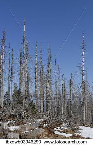 "Forest destroyed by the Bark Beetle, dead trees in the Dreisessel region, Bavarian Forest, Lower Bavaria, Bavaria, Germany, Europe" View Large Photo Image Stock Image - "Forest destroyed by the Bark Beetle, dead trees in the Dreisessel region, Bavarian Forest, Lower Bavaria, Bavaria, Germany, Europe". Fotosearch