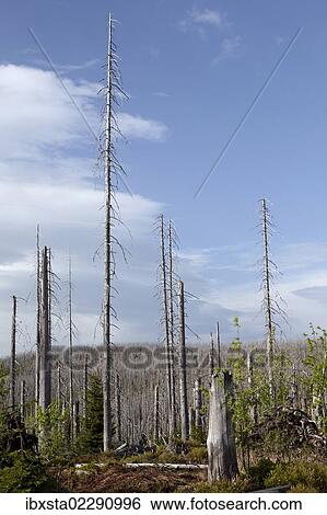 "Forest dieback at Mt Lusen, Bavarian Forest, Bavaria, Germany, Europe" View Large Photo Image Stock Photograph - "Forest dieback at Mt Lusen, Bavarian Forest, Bavaria, Germany, Europe". Fotosearch