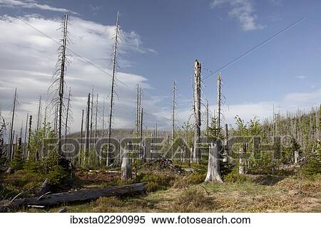 "Forest dieback at Mt Lusen, Bavarian Forest, Bavaria, Germany, Europe" View Large Photo Image Stock Photography - "Forest dieback at Mt Lusen, Bavarian Forest, Bavaria, Germany, Europe". Fotosearch