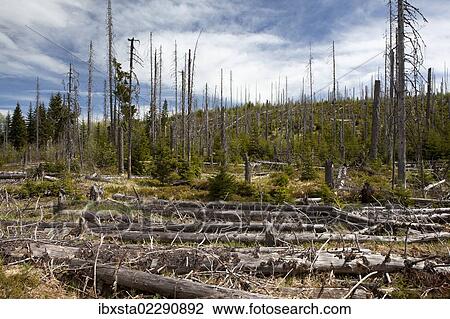 "Forest dieback near Siebensteinkopf Mountain in the Bavarian Forest, Bavaria, Germany, Europe, PublicGround, Europe" View Large Photo Image Stock Image - "Forest dieback near Siebensteinkopf Mountain in the Bavarian Forest, Bavaria, Germany, Europe, PublicGround, Europe". Fotosearch