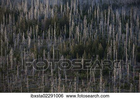 Stock Photograph - "Forest dieback on Mt Lusen, Bavarian Forest, Bavaria, Germany, Europe". Fotosearch