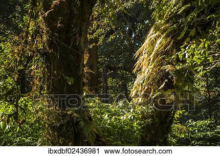 "Forest, Doi Inthanon National Park, Chiang Mai Province, Northern Thailand, Thailand, Asia" View Large Photo Image Stock Image - "Forest, Doi Inthanon National Park, Chiang Mai Province, Northern Thailand, Thailand, Asia". Fotosearch