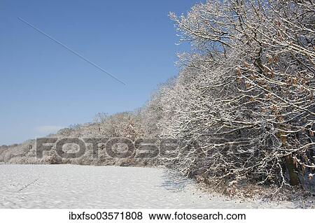 "Forest edge in winter, Erfurt, Thuringia, Germany, Europe" View Large Photo Image Stock Photo - "Forest edge in winter, Erfurt, Thuringia, Germany, Europe". Fotosearch