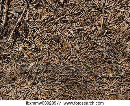 Forest floor covered with needles View Large Photo Image Stock Photo - Forest floor covered with needles. Fotosearch
