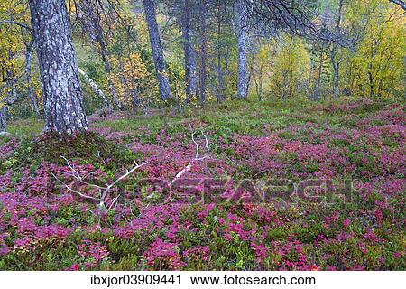 Stock Image - "Forest floor in autumn, Anderdalen National Park, Senja, Norway, Europe". Fotosearch