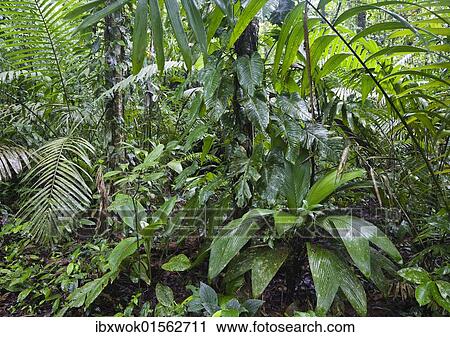 "Forest floor in lowland rainforest, Braulio-Carrillo National Park, Costa Rica, Central America, North America" View Large Photo Image Stock Image - "Forest floor in lowland rainforest, Braulio-Carrillo National Park, Costa Rica, Central America, North America". Fotosearch