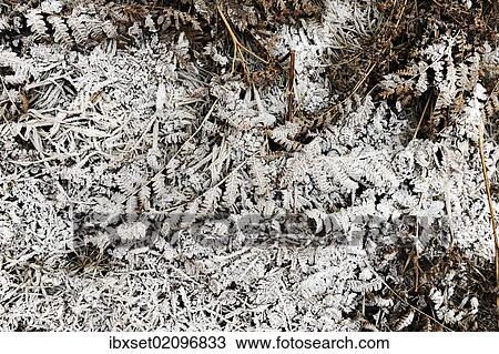 "Forest floor with dead leaves and ferns covered in hoarfrost, frost" View Large Photo Image Stock Image - "Forest floor with dead leaves and ferns covered in hoarfrost, frost". Fotosearch