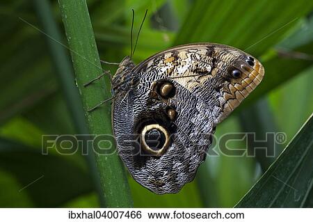 Stock Photograph - "Forest Giant Owl butterfly (Caligo eurilochus), Mainau, Baden-Wurttemberg, Germany, Europe". Fotosearch