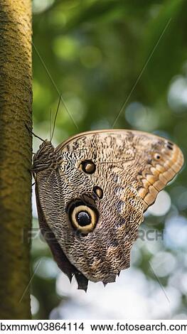 Picture - "Forest Giant Owl (Caligo eurilochus), butterfly house, botanical garden, Munich, Upper Bavaria, Bavaria, Germany, Europe". Fotosearch