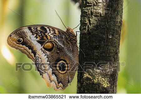 "Forest Giant Owl (Caligo eurilochus), captive, Munich" View Large Photo Image Stock Image - "Forest Giant Owl (Caligo eurilochus), captive, Munich". Fotosearch