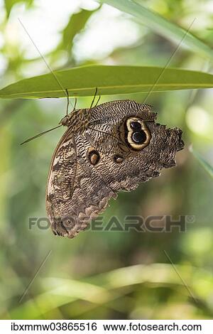 Stock Photograph - "Forest Giant Owl (Caligo eurilochus), captive, Munich". Fotosearch