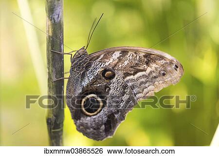 Stock Photograph - "Forest Giant Owl (Caligo eurilochus), captive, Munich". Fotosearch