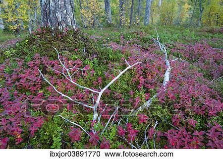 "Forest in autumn, Anderdalen National Park, Senja, Norway, Europe" View Large Photo Image Stock Image - "Forest in autumn, Anderdalen National Park, Senja, Norway, Europe". Fotosearch