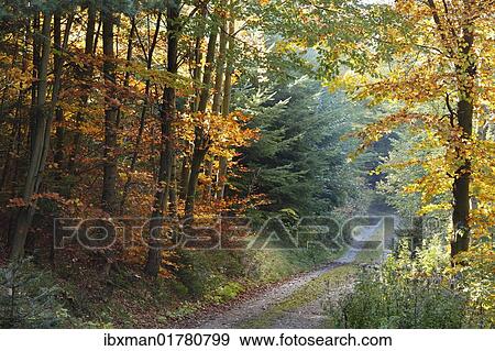 "Forest in autumn, Buschandlwand mountain, Wachau valley, Waldviertel region, Lower Austria, Austria, Europe" View Large Photo Image Stock Photo - "Forest in autumn, Buschandlwand mountain, Wachau valley, Waldviertel region, Lower Austria, Austria, Europe". Fotosearch