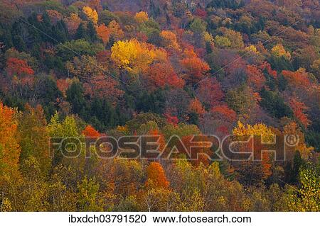 "Forest in autumn, Eastern Townships, Quebec, Canada, North America" View Large Photo Image Stock Image - "Forest in autumn, Eastern Townships, Quebec, Canada, North America". Fotosearch