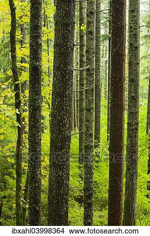 "Forest in Columbia River Gorge, Portland, Oregon, United States, North America" View Large Photo Image Picture - "Forest in Columbia River Gorge, Portland, Oregon, United States, North America". Fotosearch