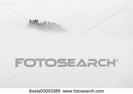 "Forest in high fog, Gabris, Appenzell, Switzerland, Europe" View Large Photo Image Stock Photo - "Forest in high fog, Gabris, Appenzell, Switzerland, Europe". Fotosearch