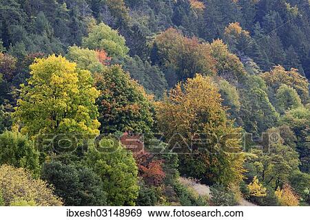 Stock Photo - "Forest in the Altmuehl Valley in autumn, Kottingworth, Bavaria, Germany, Europe". Fotosearch