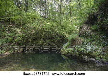 "Forest in the Dartmoor National Park, Lyndford, England, United Kingdom, Europe" View Large Photo Image Stock Image - "Forest in the Dartmoor National Park, Lyndford, England, United Kingdom, Europe". Fotosearch