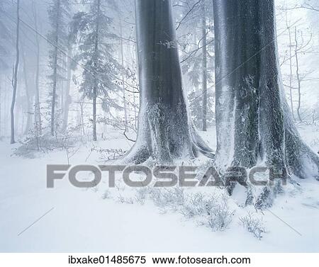 "Forest in winter with frost, fog and snow, Battertfelsen, Baden-Baden, Black Forest, Baden-Wuerttemberg, Germany, Europe" View Large Photo Image Stock Photography - "Forest in winter with frost, fog and snow, Battertfelsen, Baden-Baden, Black Forest, Baden-Wuerttemberg, Germany, Europe". Fotosearch