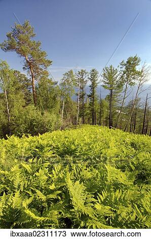 "Forest landscape, settlement of Listvyanka, Baikal, Irkutsk region, Siberia, Russian Federation, Eurasia" View Large Photo Image Stock Image - "Forest landscape, settlement of Listvyanka, Baikal, Irkutsk region, Siberia, Russian Federation, Eurasia". Fotosearch