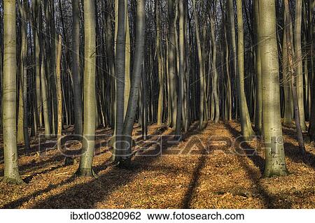 "Forest near Nienhagen, Mecklenburg-Vorpommern, Germany, Europe" View Large Photo Image Stock Image - "Forest near Nienhagen, Mecklenburg-Vorpommern, Germany, Europe". Fotosearch