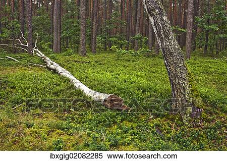 "Forest near Roztoka, Kampinoski National Park, Poland, Europe" View Large Photo Image Stock Photography - "Forest near Roztoka, Kampinoski National Park, Poland, Europe". Fotosearch
