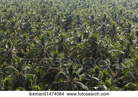Picture - "Forest of coconut palms, Malabarian Coast, Malabar, Kerala, India, Asia". Fotosearch
