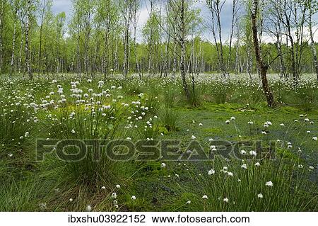 Stock Image - "Forest of Downy Birch or White Birch (Betula pubescens), with Hare's-tail Cottongrass, Tussock Cottongrass or Sheathed Cottonsedge (Eriophorum vaginatum) in the foreground, Biebrza National Park, Poland, Europe". Fotosearch