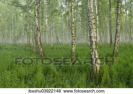 "Forest of Downy Birch or White Birch (Betula pubescens) in a light mist, Biebrza National Park, Poland, Europe" View Large Photo Image Stock Photo - "Forest of Downy Birch or White Birch (Betula pubescens) in a light mist, Biebrza National Park, Poland, Europe". Fotosearch