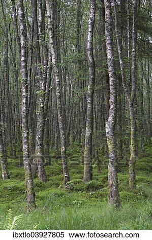 "Forest of mossy beech trees, County Wicklow, Ireland, Europe" View Large Photo Image Stock Photography - "Forest of mossy beech trees, County Wicklow, Ireland, Europe". Fotosearch