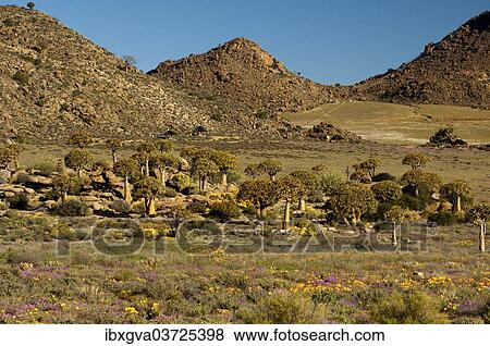 "Forest of Quiver Trees or Kokerbooms (Aloe dichotoma) in the visitors' garden, Goegap Nature Reserve, Springbok, Namaqualand, Northern Cape, South Africa, Africa" View Large Photo Image Stock Photo - "Forest of Quiver Trees or Kokerbooms (Aloe dichotoma) in the visitors' garden, Goegap Nature Reserve, Springbok, Namaqualand, Northern Cape, South Africa, Africa". Fotosearch