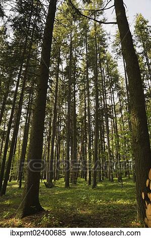 "Forest of tall evergreen trees in spring, Mauricie, Quebec, Canada, North America" View Large Photo Image Stock Photography - "Forest of tall evergreen trees in spring, Mauricie, Quebec, Canada, North America". Fotosearch