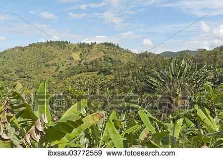 "Forest of Traveller's Trees or Traveller's Palms (Ravenala madagascariensis), in their natural habitat near Manakara, Madagascar, Africa" View Large Photo Image Stock Photo - "Forest of Traveller's Trees or Traveller's Palms (Ravenala madagascariensis), in their natural habitat near Manakara, Madagascar, Africa". Fotosearch