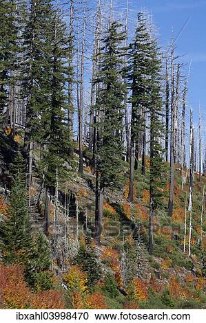 "Forest on the Santiam Pass, Cascade Range, Oregon, United States, North America" View Large Photo Image Stock Image - "Forest on the Santiam Pass, Cascade Range, Oregon, United States, North America". Fotosearch