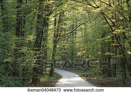 "Forest path at Csaterberg hill, Kohfidisch, Southern Burgenland, Burgenland, Austria, Europe" View Large Photo Image Stock Image - "Forest path at Csaterberg hill, Kohfidisch, Southern Burgenland, Burgenland, Austria, Europe". Fotosearch