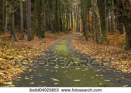 "Forest road in autumn, Karlovy Vary, Bohemia, Czech Republic, Europe" View Large Photo Image Stock Image - "Forest road in autumn, Karlovy Vary, Bohemia, Czech Republic, Europe". Fotosearch
