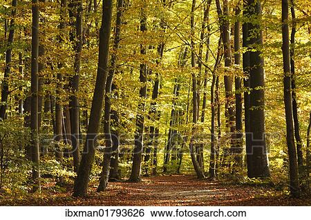 Stock Photograph - "Forest road through an autumnal forest near Leoni, Fuenfseenland area, Upper Bavaria, Bavaria, Germany, Europe". Fotosearch
