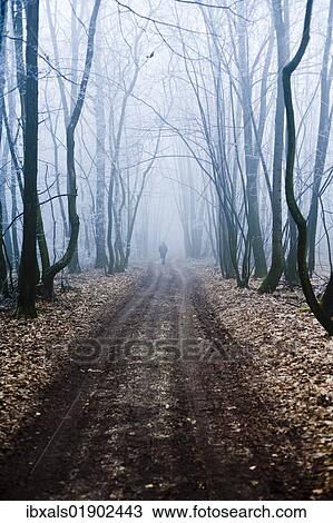 Stock Image - "Forest road, Weinviertel district, Lower Austria, Austria, Europe". Fotosearch