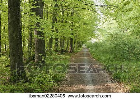 "Forest roat through a deciduous forest, Seeholz Nature Reserve at Riederau on Lake Ammer, Five Lakes region, Upper Bavaria, Bavaria, Germany, Europe" View Large Photo Image Stock Photography - "Forest roat through a deciduous forest, Seeholz Nature Reserve at Riederau on Lake Ammer, Five Lakes region, Upper Bavaria, Bavaria, Germany, Europe". Fotosearch