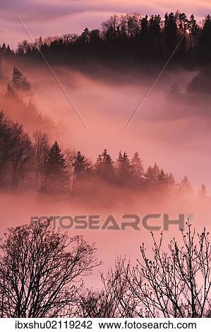 Stock Image - "Forest shrouded in fog in the twilight, Zug, Switzerland, Europe". Fotosearch