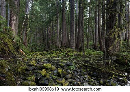 "Forest stream in Sol Duc River Valley, Sol Duc Valley, Washington, United States, North America" View Large Photo Image Stock Photo - "Forest stream in Sol Duc River Valley, Sol Duc Valley, Washington, United States, North America". Fotosearch