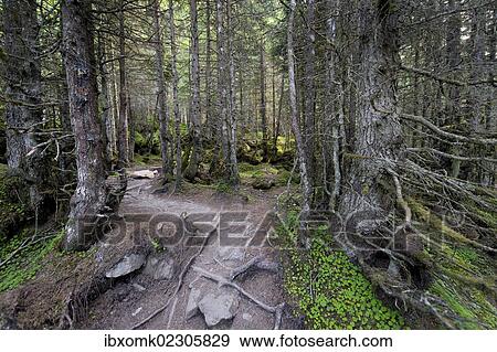 "Forest track, Grawa Alm alp, Stubaital valley, Tyrol, Austria, Europe" View Large Photo Image Stock Photo - "Forest track, Grawa Alm alp, Stubaital valley, Tyrol, Austria, Europe". Fotosearch