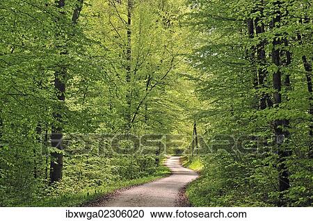 "Forest track in spring, beech trees (Fagus sylvatica), Swabian Alp, Baden-Wuerttemberg, Germany, Europe" View Large Photo Image Stock Image - "Forest track in spring, beech trees (Fagus sylvatica), Swabian Alp, Baden-Wuerttemberg, Germany, Europe". Fotosearch