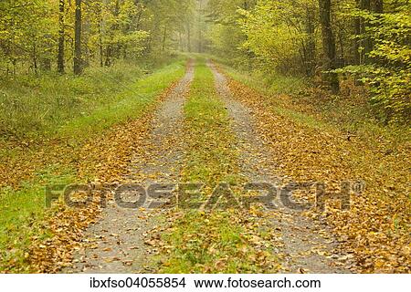 "Forest track in the autumn, Lower Saxony, Germany, Europe" View Large Photo Image Picture - "Forest track in the autumn, Lower Saxony, Germany, Europe". Fotosearch